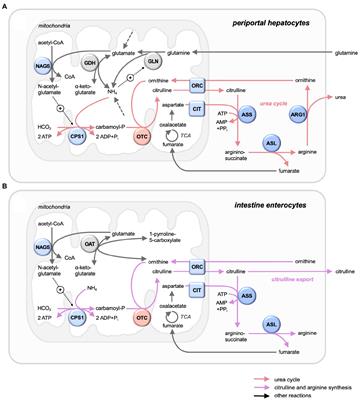 Ornithine Transcarbamylase – From Structure to Metabolism: An Update